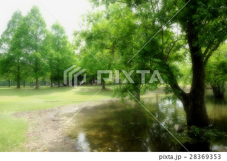 公園 新緑 公園 新緑 28369353