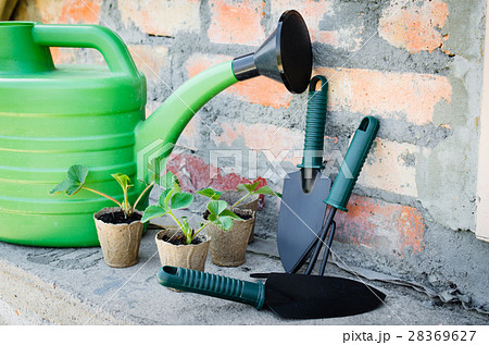 Strawberry Plants With Gardening Tools. 28369627