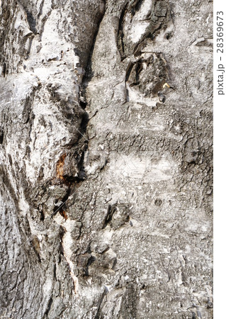 秋のイメージ、大木の樹皮の背景素材、テクスチャー 28369673