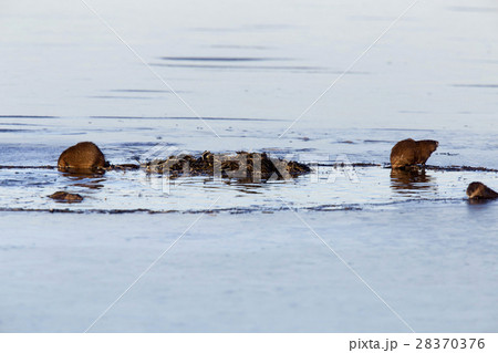 Muskrats at work 28370376