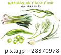 Watercolor vegetables isolated on white 28370978