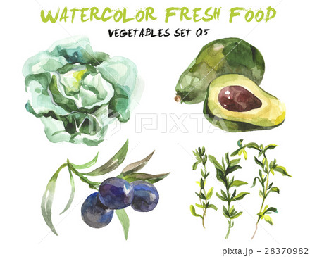 Watercolor vegetables isolated on white 28370982