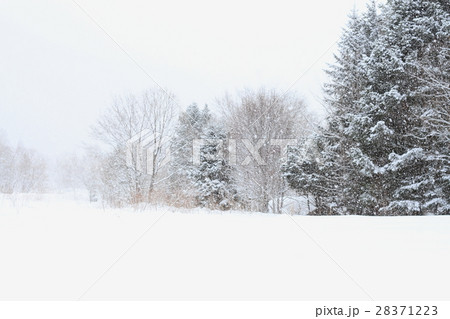 山里の雪景色、冬景色、樹木と降雪、背景素材の写真素材 [28371223] - PIXTA