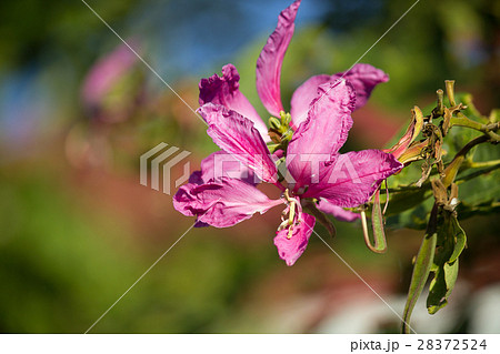 Phanera purpurea or Butterfly Tree or Orchid Tree 28372524