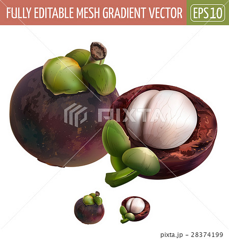 Mangosteen on white background. Vector 28374199