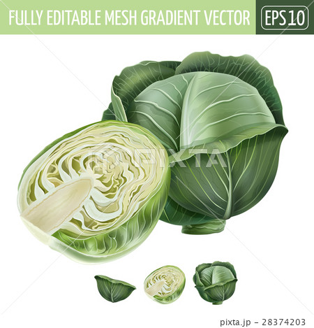 Cabbage on white background. Vector illustration 28374203