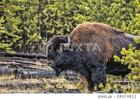 American Buffalo American Buffalo 28374611