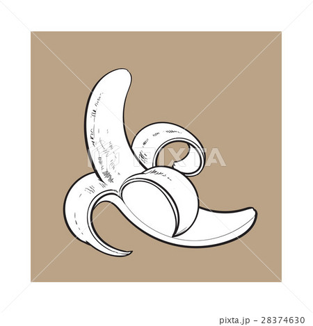 One open, peeled ripe banana, sketch style vector 28374630