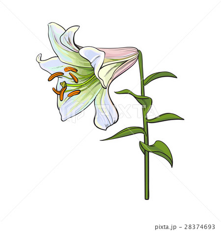 Single white lily flower with stem and leaves 28374693