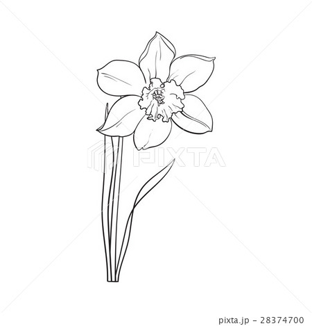 Single yellow daffodil, narcissus spring flower Single yellow daffodil, narcissus spring flower 28374700