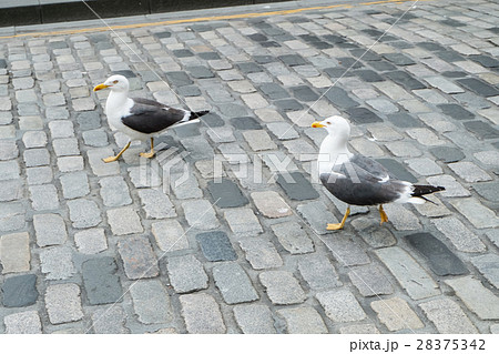 Seagulls on city road 28375342