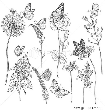 Wildflowers And Insects Sketchのイラスト素材