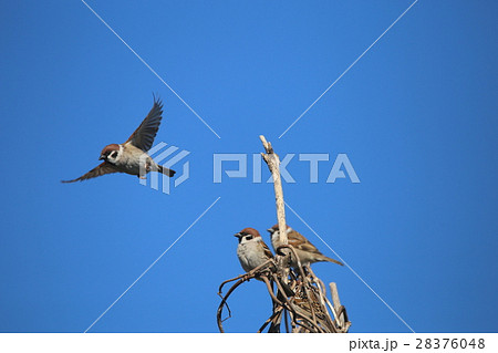飛び立つスズメ 28376048
