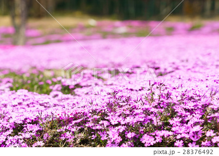 芝桜　シバザクラ 28376492