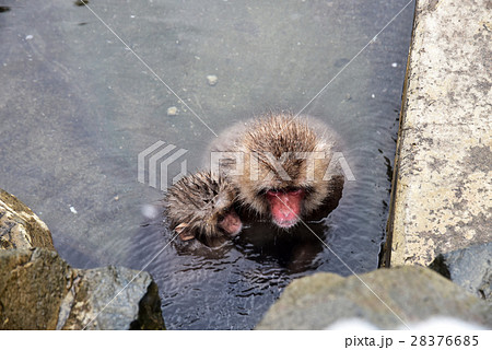 スノーモンキー（地獄谷野猿公苑） 28376685