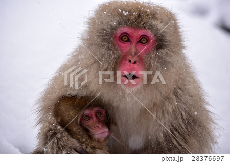 怒る母猿の写真素材
