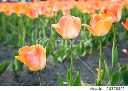 チューリップ　（北海道上湧別町） 28376805