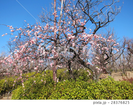 世田谷区羽根木公園風景 28376825