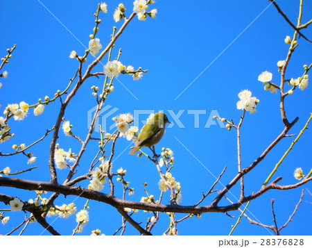 世田谷区羽根木公園風景 世田谷区羽根木公園風景 28376828
