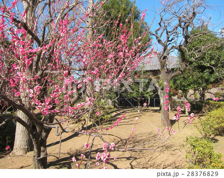 世田谷区羽根木公園風景 世田谷区羽根木公園風景 28376829