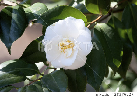 白い花 28376927