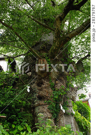 御岳山の神代欅 奥多摩 御岳山の神代欅 奥多摩 28379767