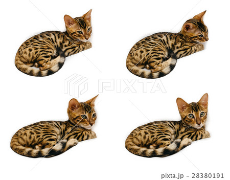 Bengal kitten during sleep and after. 28380191