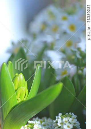 ヒヤシンス 28380282