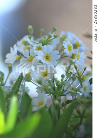 プリムラ・マラコイデス プリムラ・マラコイデス 28380283