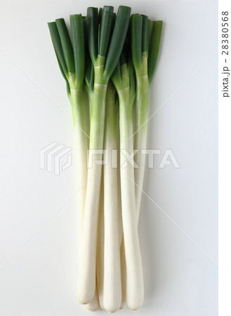 深谷ネギ 28380568