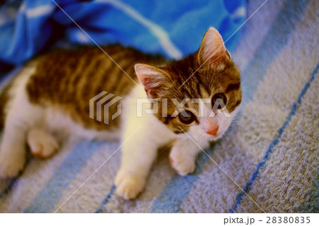 猫IMG_9390.aJPG 猫IMG_9390.aJPG 28380835