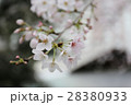 京都木屋町高瀬川の桜０１ 28380933