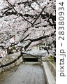 京都木屋町高瀬川の桜０２ 28380934