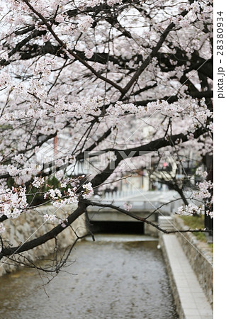 京都木屋町高瀬川の桜０２ 28380934