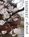 京都木屋町高瀬川の桜０３ 28380935
