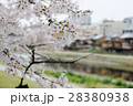 京都賀茂川の桜 28380938