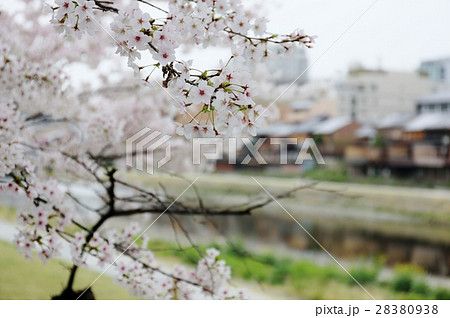 京都賀茂川の桜 京都賀茂川の桜 28380938