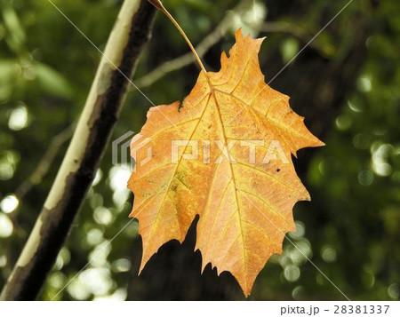 モミジバスズカケの紅葉／日比谷公園 28381337
