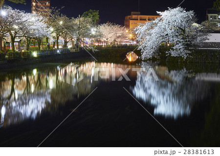 小田原城　夜桜　小田原市 28381613