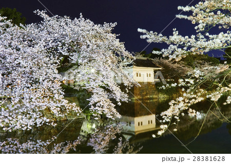 小田原城 夜桜 小田原市 小田原城 夜桜 小田原市 28381628