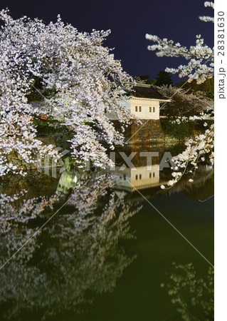 小田原城 夜桜 小田原市 小田原城 夜桜 小田原市 28381630