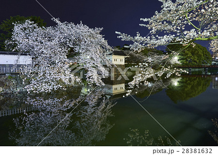 小田原城 夜桜 小田原市 小田原城 夜桜 小田原市 28381632