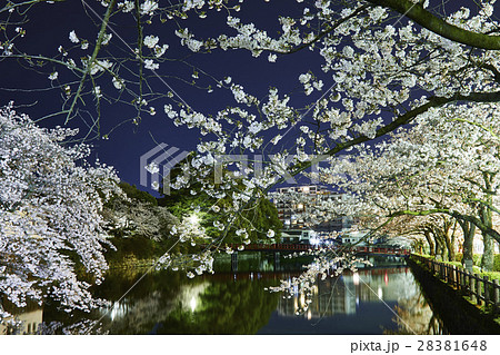 小田原城 夜桜 小田原市 小田原城 夜桜 小田原市 28381648