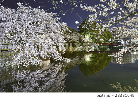 小田原城　夜桜　小田原市 28381649