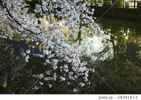 小田原城　夜桜　小田原市 28381653