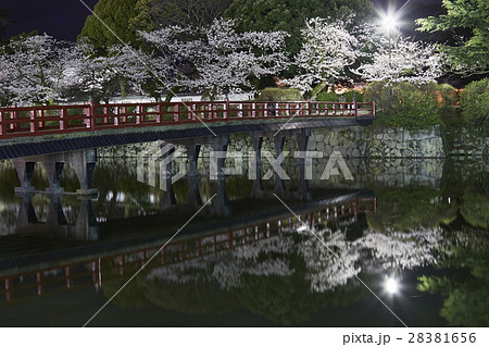 神奈川県小田原市　小田原城　夜桜 28381656