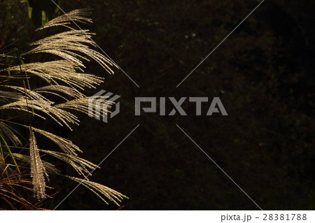 ススキ 薄 その5 Japanese Pampas Grassの写真素材 2817