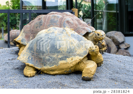 Galapagos tortoise (Chelonoidis nigra) Galapagos tortoise (Chelonoidis nigra) 28381824