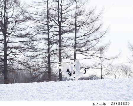 鶴の求愛ダンス（2羽重なり） 28381830