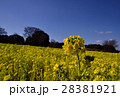 菜の花畑、その3 28381921